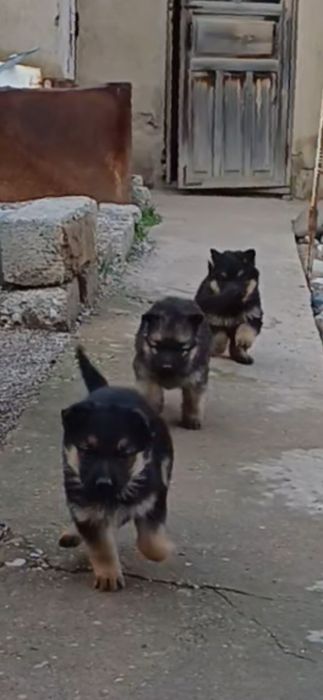 Продаётся щенки Немецкой Овчарки.