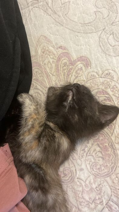 Котенок домашний
