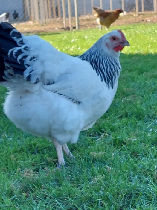 Ouă de incubat, pui de o zi,  păsări de rasă