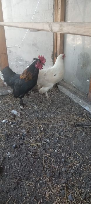 Тауықтар сатылады