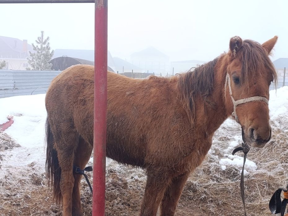 Продам в п.Талапкер байтал