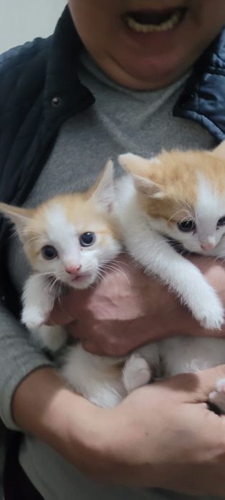 Отдам котят в добрые руки