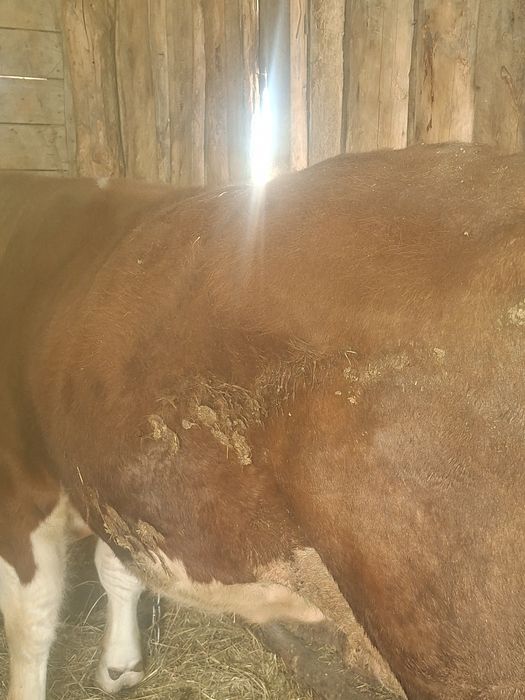 Продам быка 1,5 годовалого