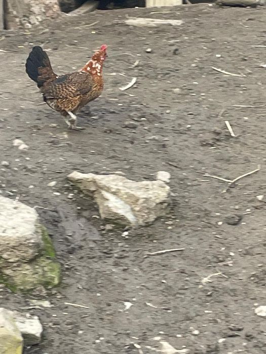 Vând găinușă ghabo