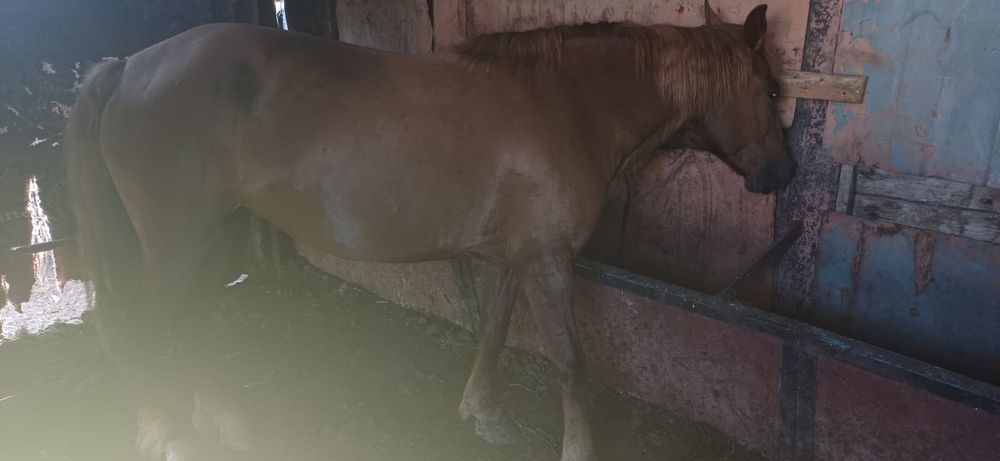 Бие (кобыла) 8 лет