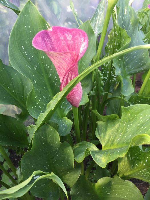 Клубни каллы (Зантедеския )