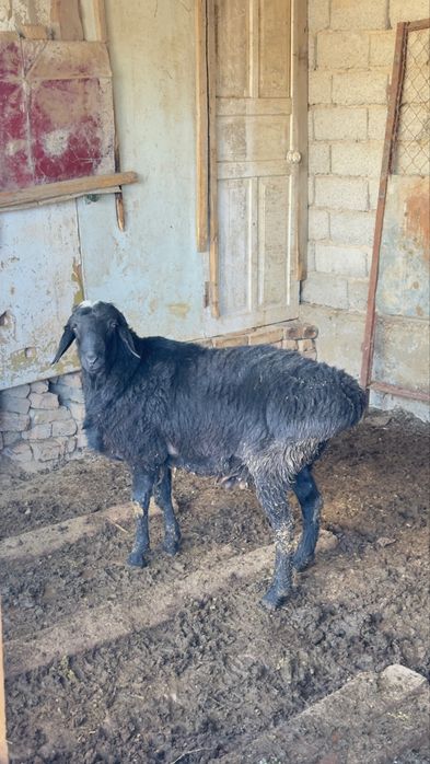 Қошқарлар сатылады. Бараны на продажу.