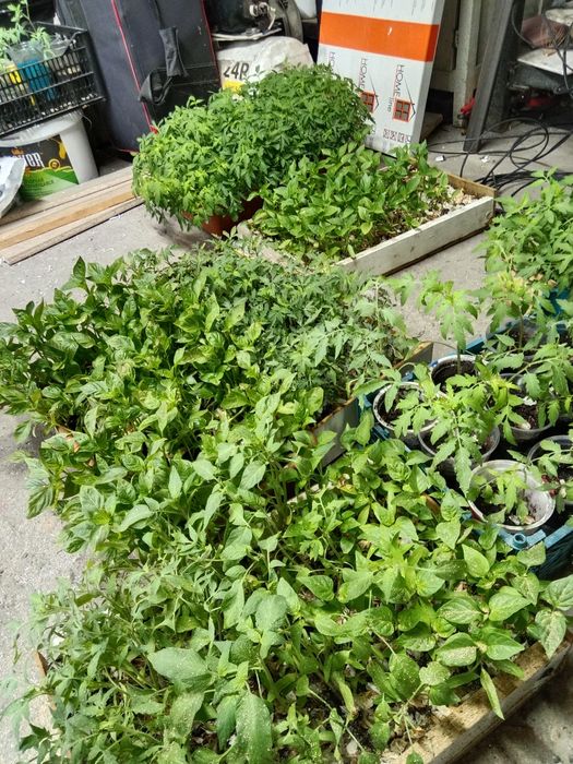 Продам рассады разные сорты