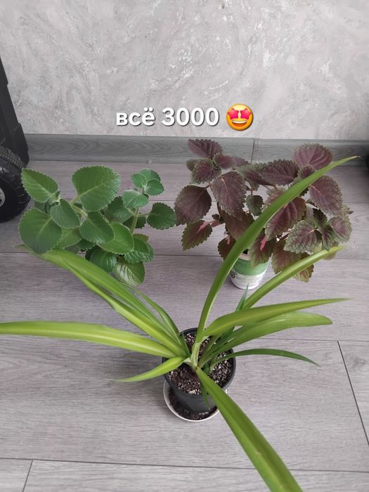 Комбо цветов разных