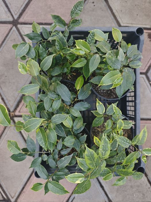 Фикус бенжамина Кинки