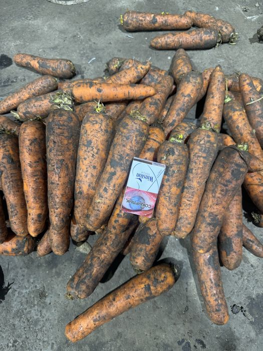 Морковь сорт Боливар