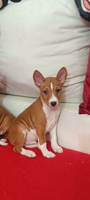 Basenji maro cu alb din părinți import, pedigree FCI