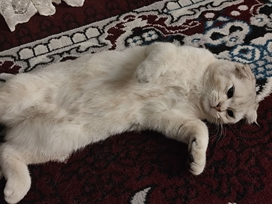 Вислоухий британец