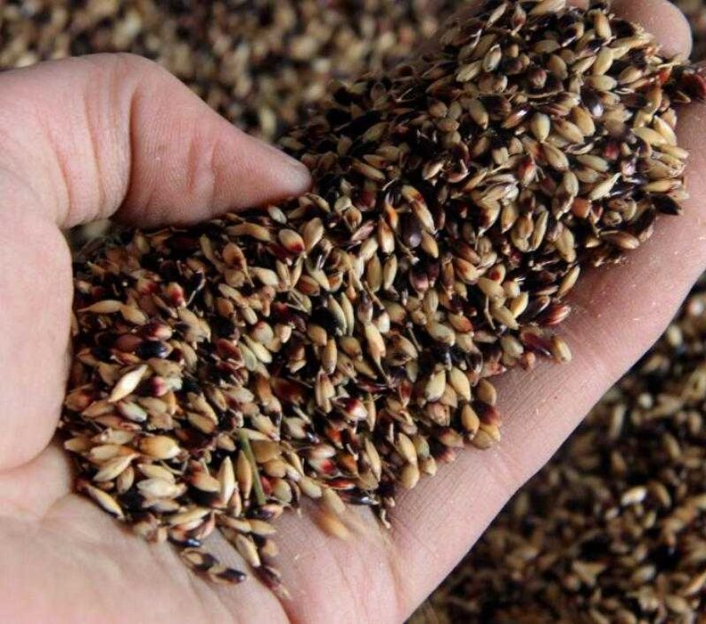 Житняк, суданка, люцерна, кострец и др семена