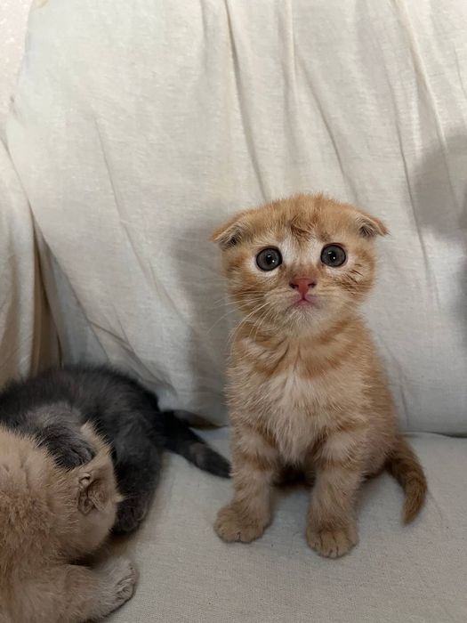 Scotish fold mushuklari