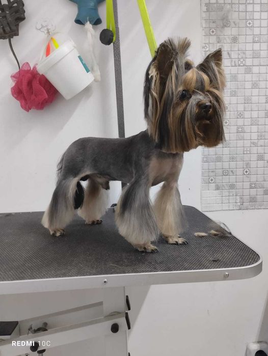 Щенки йоркширского терьера