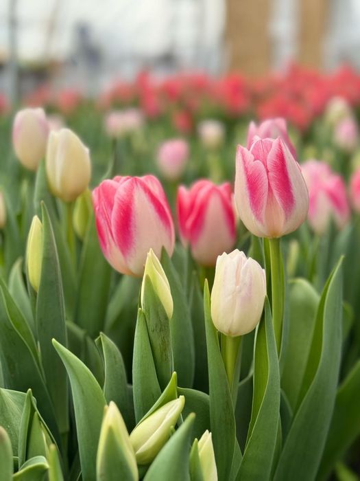 Цветы тюльпаны ОПТОМ и розницу