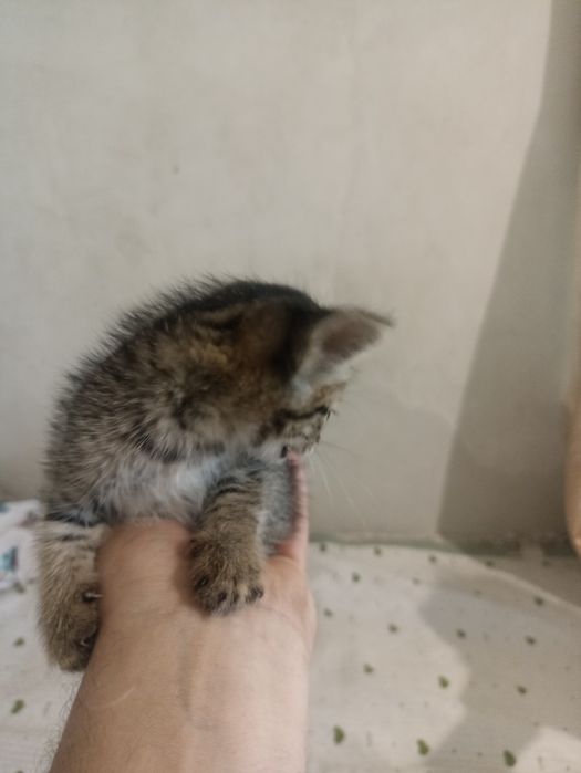 Отдам котёнка в добрые руки