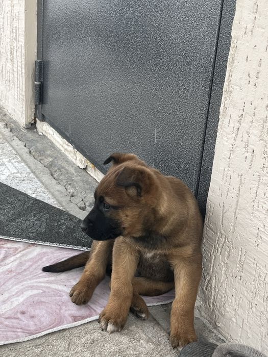 Продам щенка бельгийской овчарки (малинуа)