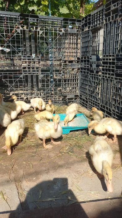 Утки, Гуси срочно продам
