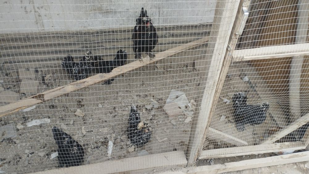 6 та зоттор йапончалар бир уйа 15 та тукуми билан