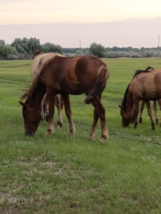 Продам лошадей оптом
