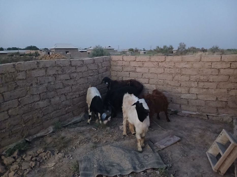 5ta echi sotiladi 8ml kelishiladi
