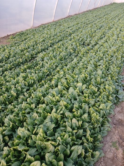 Vand spanac 7 lei kg.