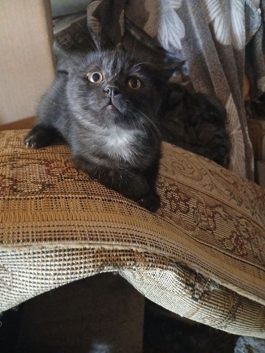 Котята полу шотландские