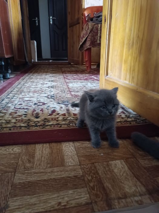 Котята британская шиншила