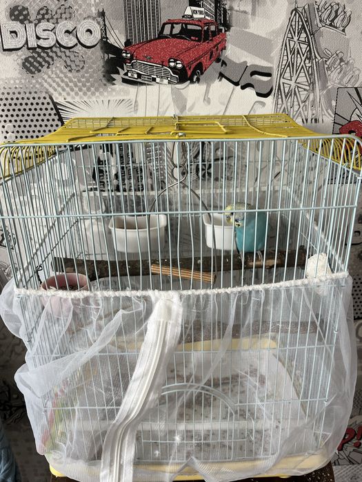 Попугай с клетком, самец с доставкой