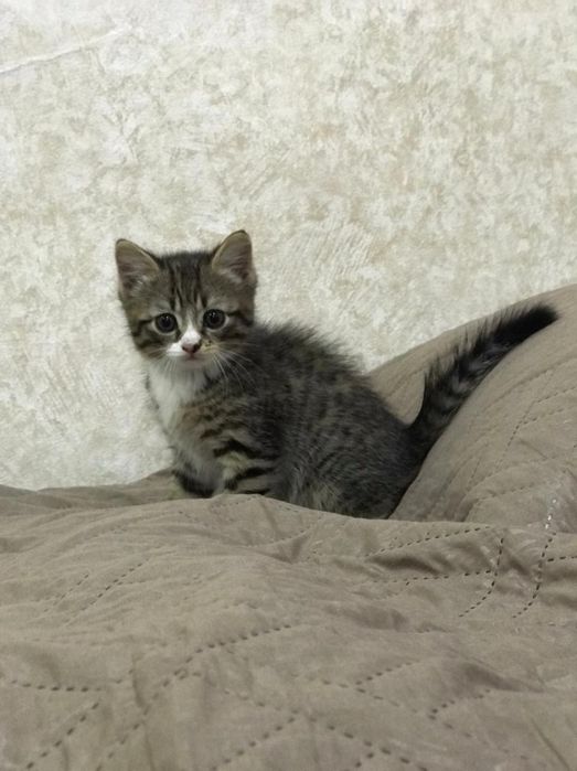 Котёнок,2 месяца,мальчик