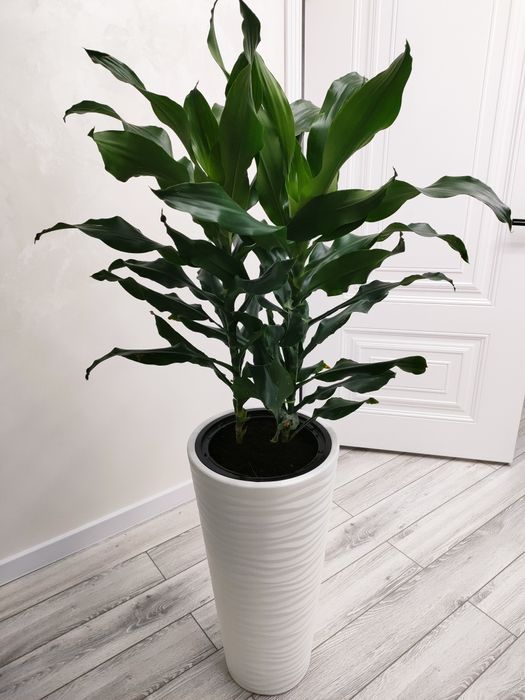 Комнатные цветы, доставка