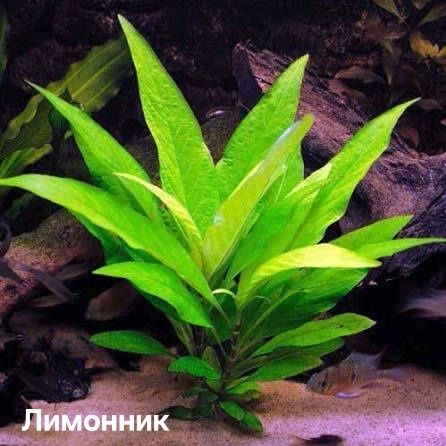 Растения для дома