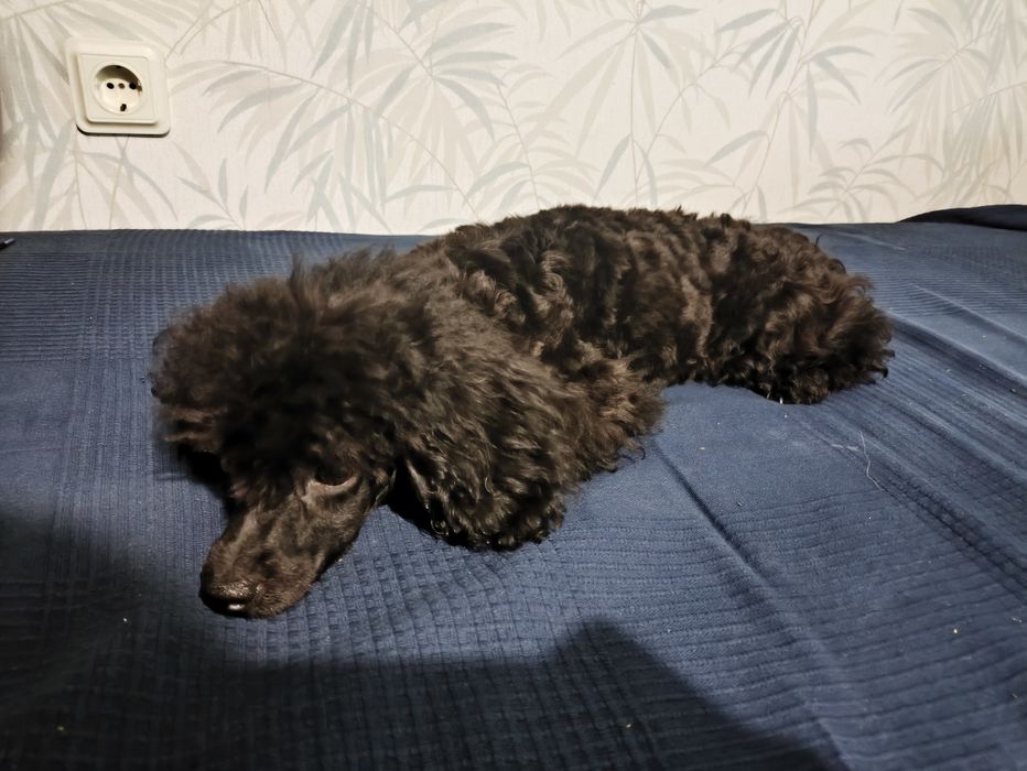 Той/ мини пудел toy/mini poodle