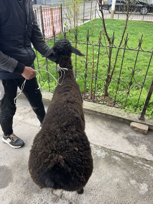 Маросим, Эҳсонга қўйлар, қассоб хизмати.