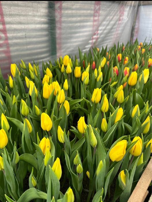 Тюльпаны к 8 марта