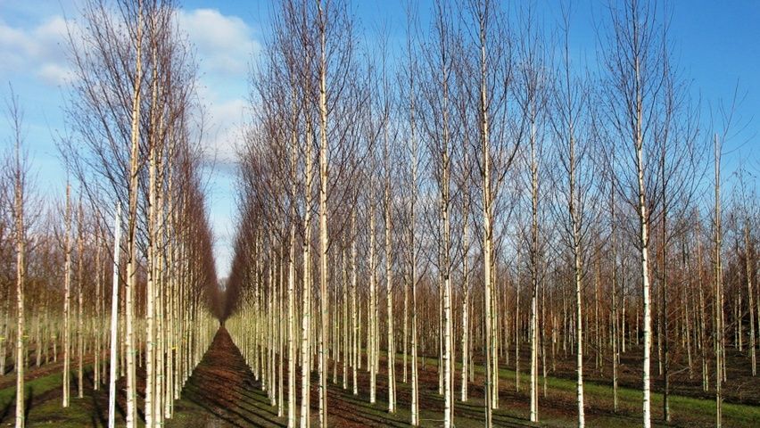 Mesteacăn, platan, tei, acer (artar),magnolia,copaci mari cu coroana