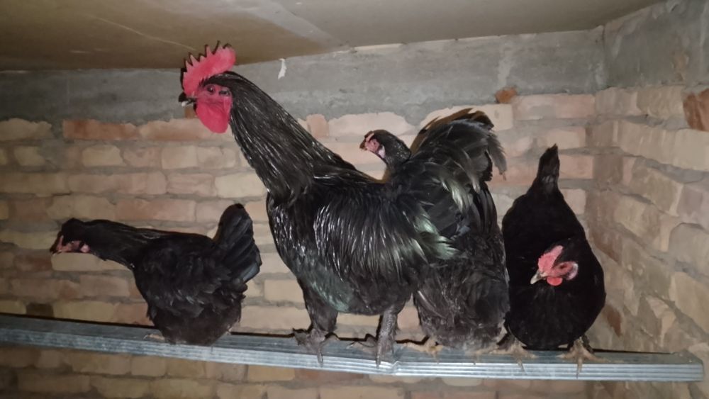 Tovuqlar xuruzlar bor