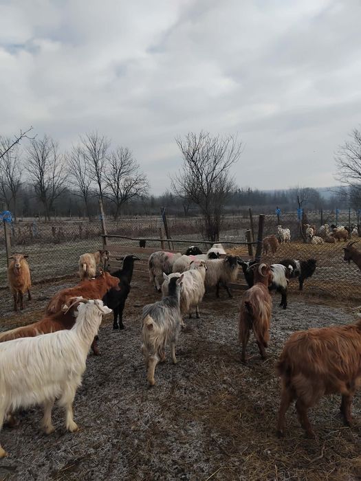 Vând capre bune de lapte cu iezi după ele