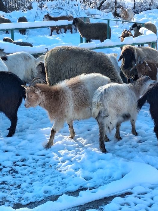 Vand 15 capre tinere