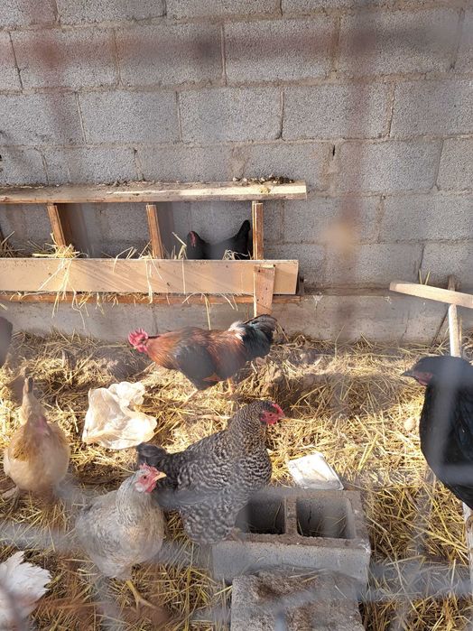 Продам Петухов разных пород, полугодовалые