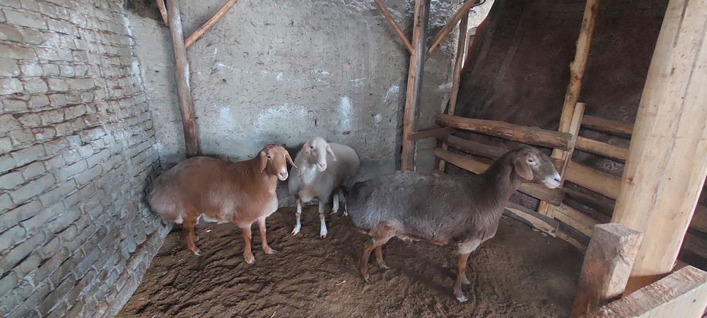 Соглом соглик коелар 3 ласиям 1 партиядан тук,ан