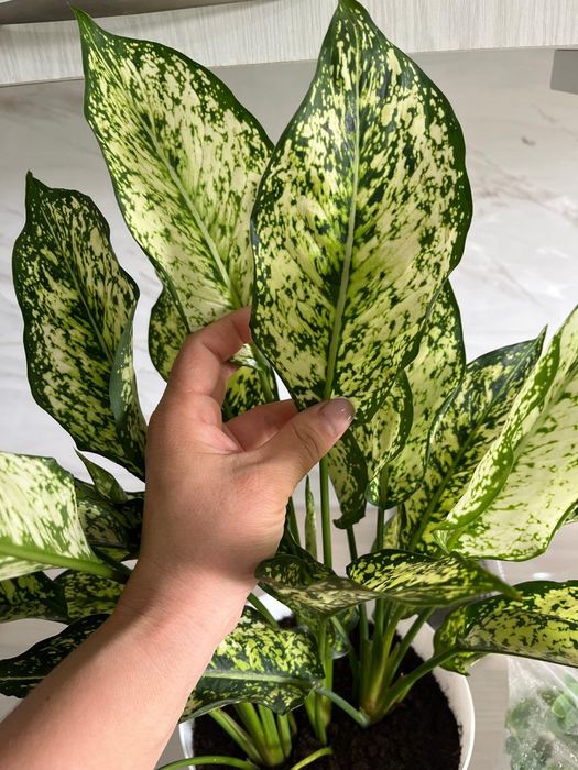 Комнатные растения