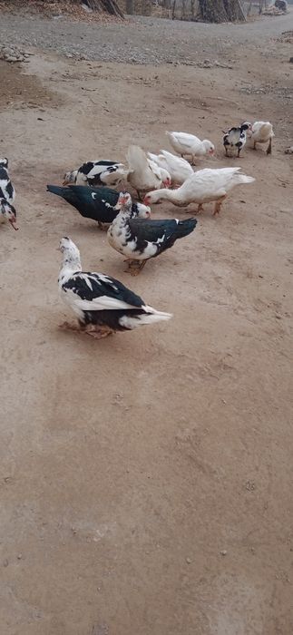 150000 soʻm kelishamiz