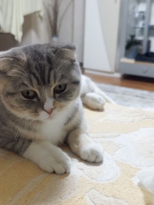 Продам кошку шотладская