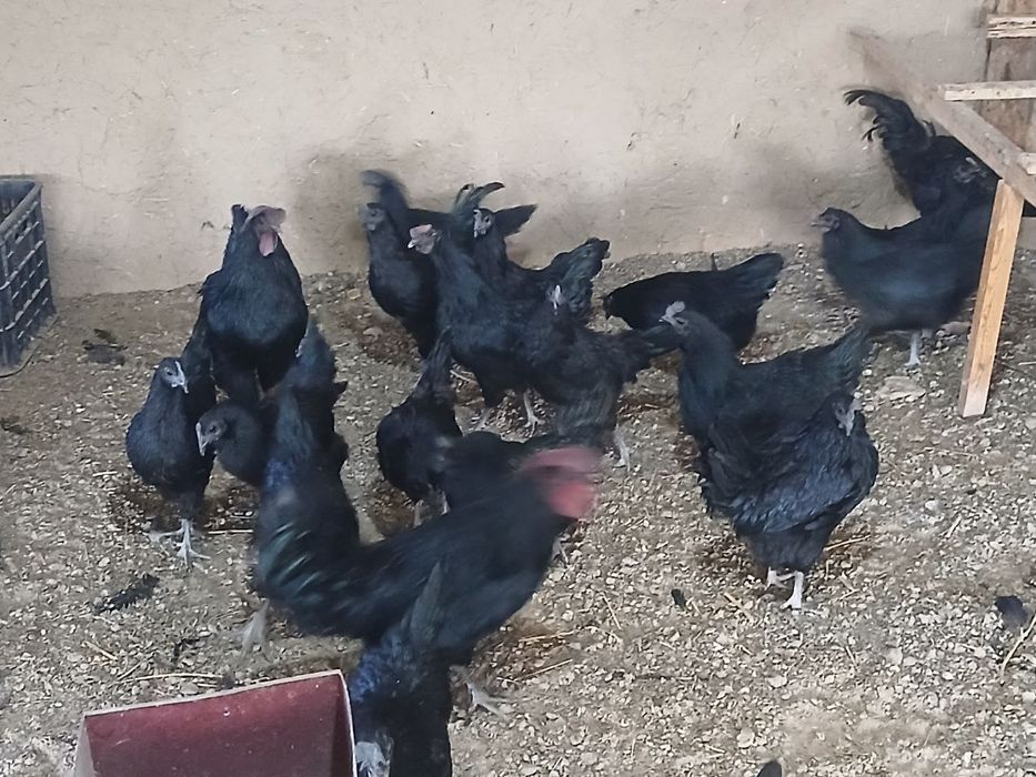 Uxeyle tovuq va xo'rozlari sotiladi
