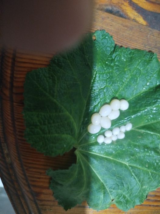 Косметологические улитки фулики и ретикулята Альбино боди и яйца улито