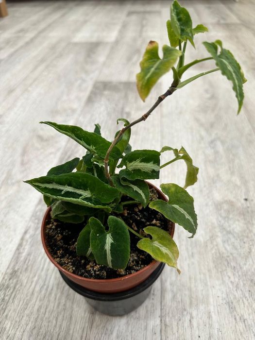 Продаются  цветы