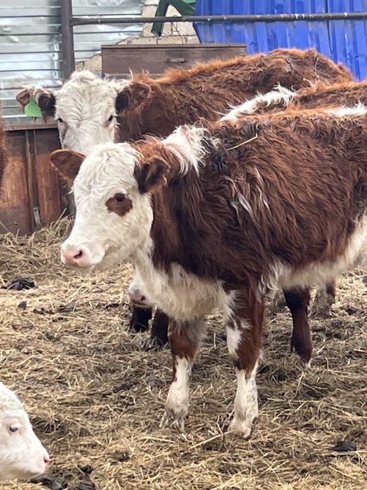 Баспак сатылады 8